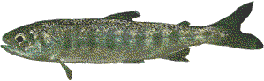 junger Lachs